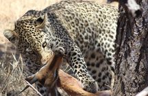 Full Day Kruger National Park 