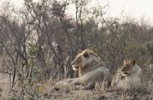 Full Day Kruger National Park 