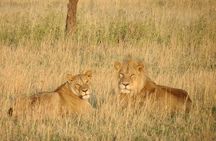 06 Days, 05 Nights Safari To Tarangire, Lake Manyara, Serengeti And Ngorongoro