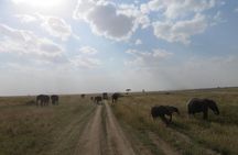 06 Days, 05 Nights Safari To Tarangire, Lake Manyara, Serengeti And Ngorongoro
