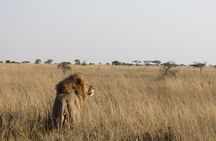 06 Days, 05 Nights Safari To Tarangire, Lake Manyara, Serengeti And Ngorongoro