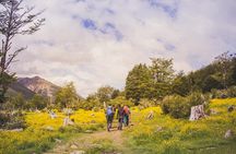 Trekking to Vinciguerra Glacier and Laguna de los Témpanos 