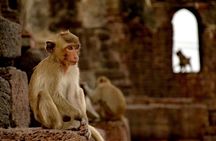 Visit of Lopburi, the monkey's city, from Bangkok with your English-speaking guide