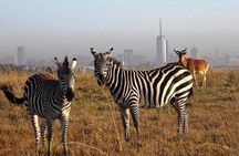 Nairobi national park half day tour
