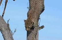 4 Days 3 Nights safari to Ruaha National Park
