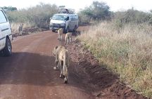 1 Day Tour Nairobi National Park,Giraffe Center&Karen Blixen
