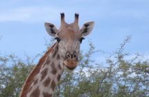 Victoria Falls to Chobe Park Day Tour Plus Boat Ride !