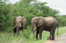 Victoria Falls to Chobe Park Day Tour Plus Boat Ride !