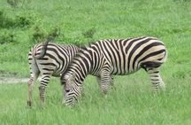 Victoria Falls to Chobe Park Day Tour Plus Boat Ride !