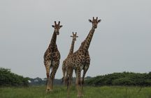 Hluhluwe/iMfolozi Game Reserve Full Day Game Drive