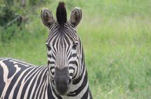 Hluhluwe/iMfolozi Game Reserve Full Day Game Drive