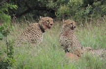 Hluhluwe/iMfolozi Game Reserve Full Day Game Drive