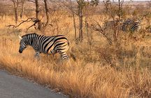 Ultimate Safari to Pilanesberg National Park From Johannesburg