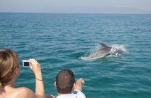 Dolphin Watching and Snorkeling Tour from Muscat