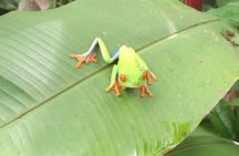 Rio Celeste Waterfall and Sloth watching Tour 