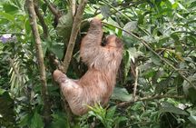 Rio Celeste Waterfall and Sloth watching Tour 
