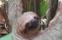Rio Celeste Waterfall and Sloth watching Tour 