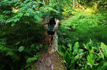 Private Guided Rainforest Hike in Victoria