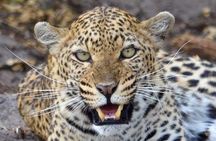 Nairobi national park half day tour