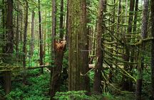 Sooke to Port Renfrew: Wild Pacific Adventure