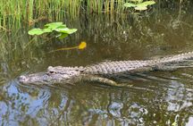Miami Everglades Experience Airboat Ride, Wildlife Show