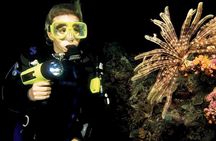 Night Shore Diving Mangel Halto Aruba for Certified Divers