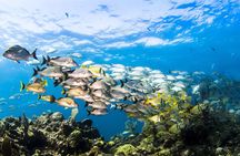Small Group Snorkeling at Mangel Halto Aruba