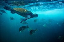 Oahu: SEABOB & Turtle Snorkeling Adventure