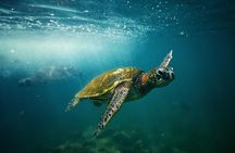 Oahu: SEABOB & Turtle Snorkeling Adventure