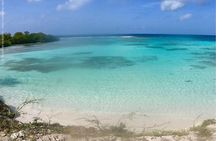 Small Group Snorkeling at Mangel Halto Aruba