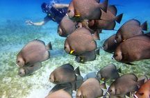 Diving in Cancun for Certified Divers | 2 Dives | All Inclusive