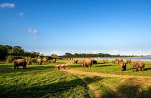 Minneriya National Park Safari from Polonnaruwa