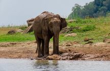 Minneriya National Park Safari from Polonnaruwa