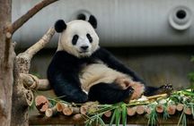 Dujiangyan/Wolong Panda Sanctuary day tour option panda keeper