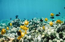Oahu: SEABOB & Turtle Snorkeling Adventure