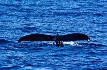 Waikiki Deluxe Catamaran Whale Watch