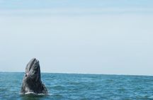 Whales Tour from La Paz