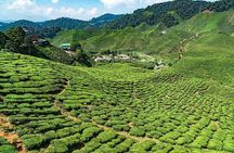 Cameron Highlands One Day Trip from Kuala Lumpur Privately Organised 