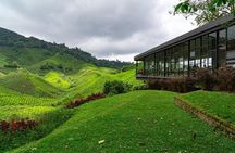 Cameron Highlands One Day Trip from Kuala Lumpur Privately Organised 
