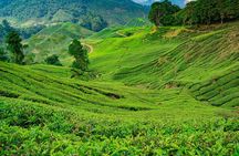 Cameron Highlands One Day Trip from Kuala Lumpur Privately Organised 