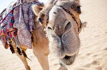Camel Ride Experience in Agadir with Hassle-Free Transfers.