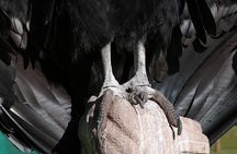 Mystic experience at Cochahuasi ( blessings of the Andean condor)