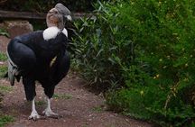 Mystic experience at Cochahuasi ( blessings of the Andean condor)