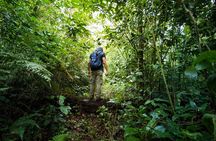 Jungle Expedition through The Childrens Eternal Rainforest
