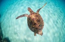 Small Group Grand Circle Island Tour Includes FREE Snorkeling with the Turtles