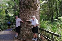 Giant Kauries and Glowworms's Cave - the Bay of Islands Tour Private Tour