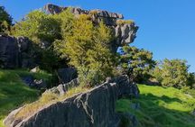 Giant Kauries and Glowworms's Cave - the Bay of Islands Tour Private Tour