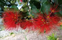 Pahia Shore Excursion: Private Half-Day Bay of Islands Tour