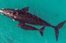 Dunsborough Whale Watching Eco Tour 