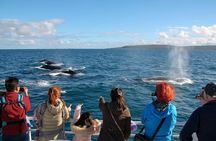 Dunsborough Whale Watching Eco Tour 